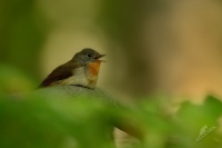 Lejsek maly - Ficedula parva - Red-breasted Flycatcher 5132ru